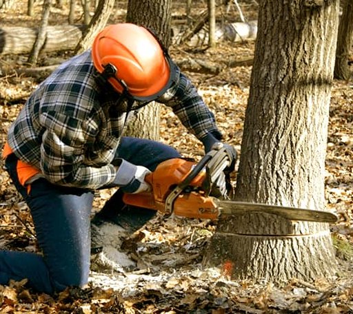 Tree Removal in New London, MO